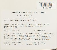 Calliergon giganteum image