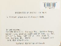 Calliergon giganteum image