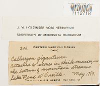 Calliergon giganteum image