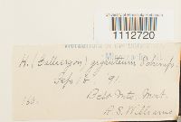 Calliergon giganteum image