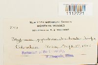 Calliergon giganteum image