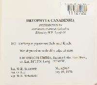 Calliergon giganteum image