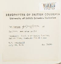 Calliergon giganteum image