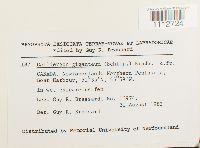 Calliergon giganteum image