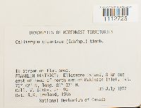 Calliergon giganteum image