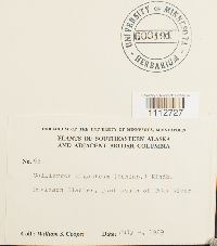 Calliergon giganteum image