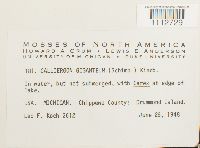 Calliergon giganteum image