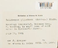 Calliergon giganteum image