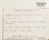 Calliergon giganteum image