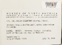 Calliergon giganteum image