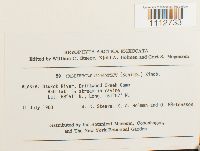 Calliergon giganteum image