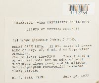 Calliergon giganteum image