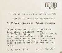 Calliergon giganteum image