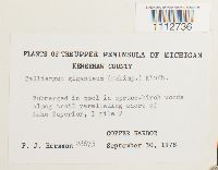 Calliergon giganteum image