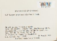 Calliergon giganteum image