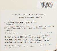 Calliergon giganteum image