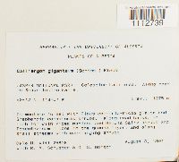 Calliergon giganteum image