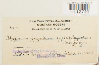 Calliergon giganteum image