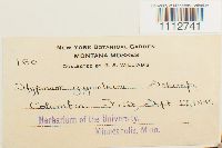 Calliergon giganteum image