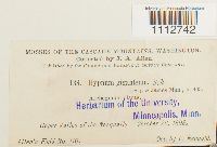 Calliergon giganteum image