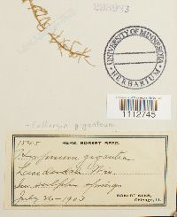 Calliergon giganteum image