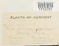 Calliergon giganteum image