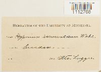Sarmenthypnum sarmentosum image