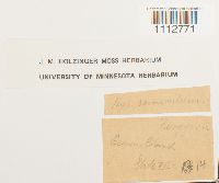 Sarmenthypnum sarmentosum image