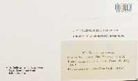 Sarmenthypnum sarmentosum image