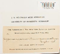 Sarmenthypnum sarmentosum image