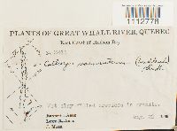 Sarmenthypnum sarmentosum image