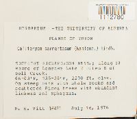 Sarmenthypnum sarmentosum image