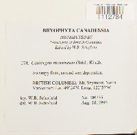 Calliergon stramineum image