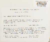 Calliergon stramineum image