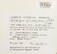 Calliergon stramineum image