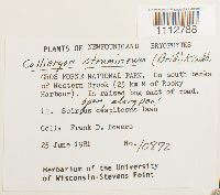 Calliergon stramineum image