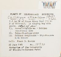 Calliergon stramineum image