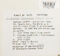 Calliergon stramineum image