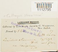 Calliergon stramineum image