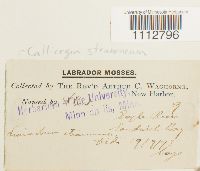 Calliergon stramineum image