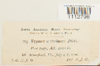 Calliergon stramineum image