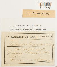 Calliergon stramineum image