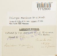 Calliergon stramineum image