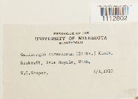 Calliergon stramineum image