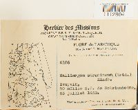 Calliergon stramineum image