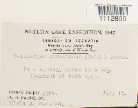 Calliergon stramineum image