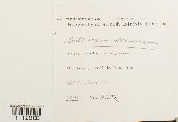 Calliergon stramineum image