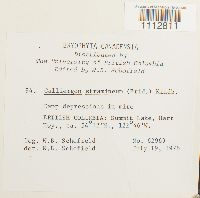 Calliergon stramineum image