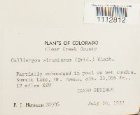 Calliergon stramineum image