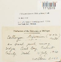 Pseudocalliergon trifarium image